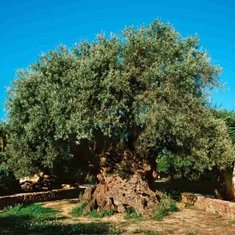 Elia Vouvon: The most ancient Olive Oil Tree in the world